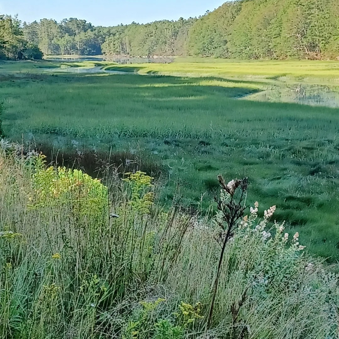 The cove at the height of summer.