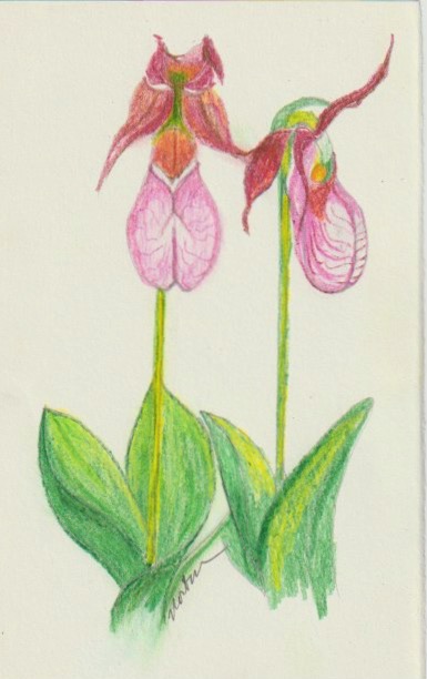 The Hill Faerie's friends.